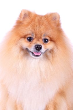 Pomeranian köpeği beyaz arkaplanda izole edildi