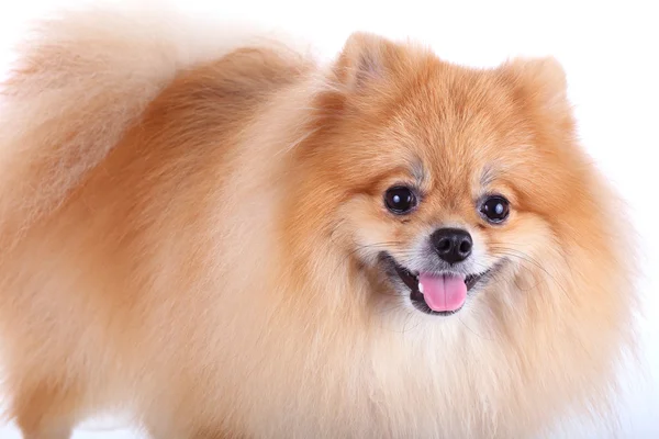 Pomeranian köpeği beyaz arkaplanda izole edildi — Stok fotoğraf