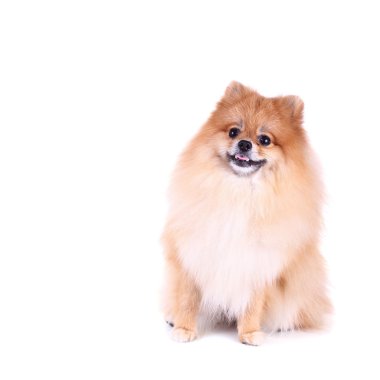 Pomeranian köpeği beyaz arkaplanda izole edildi