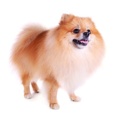 Pomeranian köpeği beyaz arkaplanda izole edildi