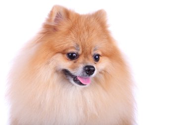Pomeranian köpeği beyaz arkaplanda izole edildi