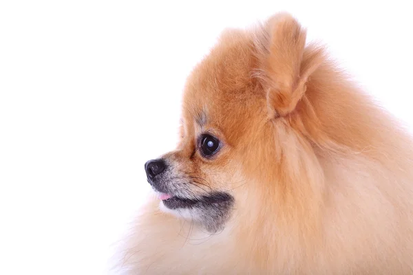 Cão pomerano isolado no fundo branco — Fotografia de Stock