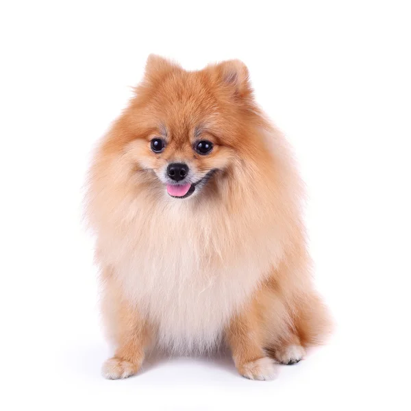 Perro pomerania aislado sobre fondo blanco — Foto de Stock