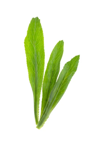 Erva de coentro vegetal isolada sobre fundo branco — Fotografia de Stock