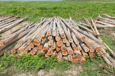 Okaliptüs ağacı, ahşap günlükleri endüstrisi için hazır yığını