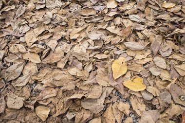 Sonbahar Kuru yaprakları yere düşmek