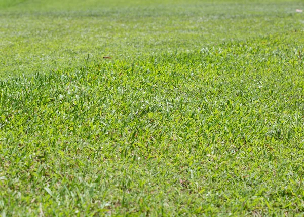 Grama verde — Fotografia de Stock