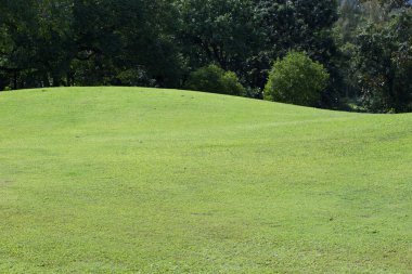 golf sahası, yeşil çim alanın parkta çim