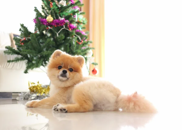 Perro pomerania linda mascota en casa con la decoración del árbol de Navidad —  Fotos de Stock