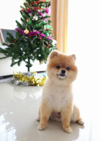 Cão pomerano animal de estimação bonito em casa com decoração de árvore de natal — Fotografia de Stock