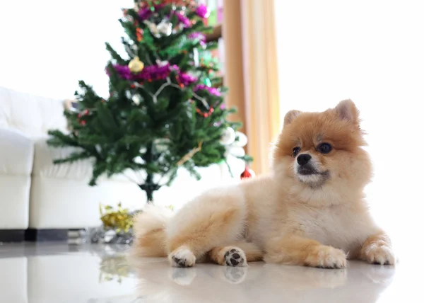 Perro pomerania linda mascota en casa con la decoración del árbol de Navidad —  Fotos de Stock