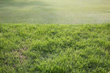 yeşil çim sahası golf sahası, spor arka plan