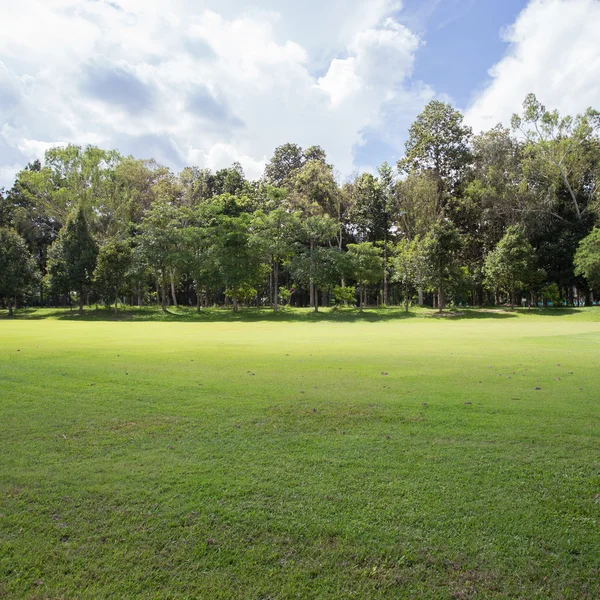 Gräsmatta på golfbanan, grönt gräs fält i parken — Stockfoto