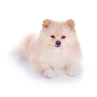 Beyaz pomeranian köpek yavrusu köpek