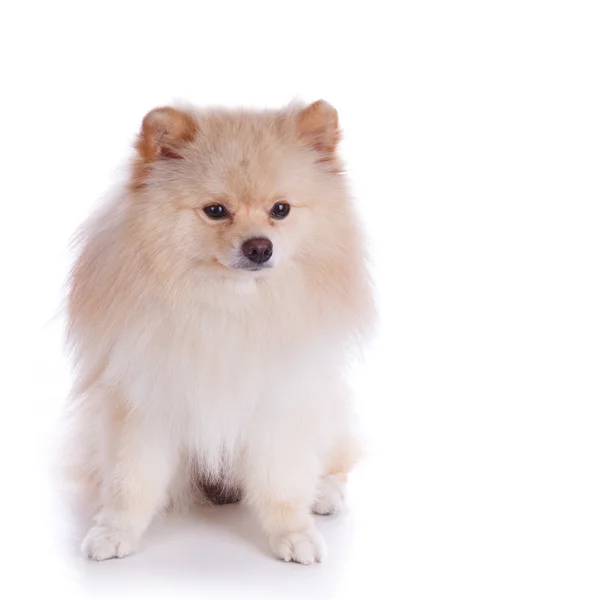 Bílé špicl štěně pes — Stock fotografie