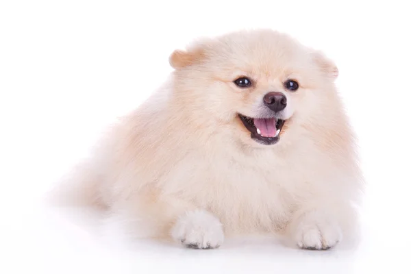 Vit pomeranian valpar — Stockfoto