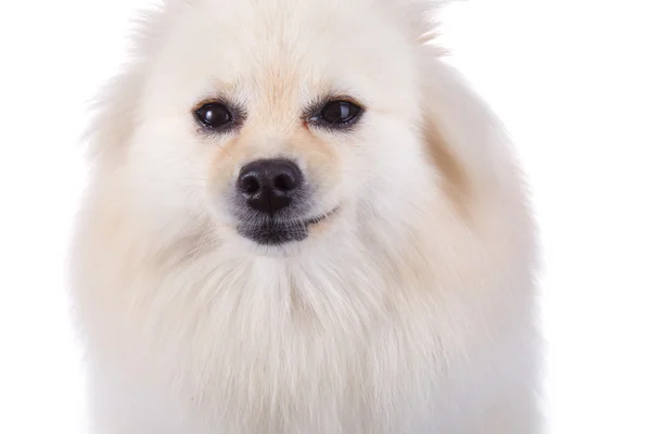 Vit pomeranian hund närbild face — Stockfoto