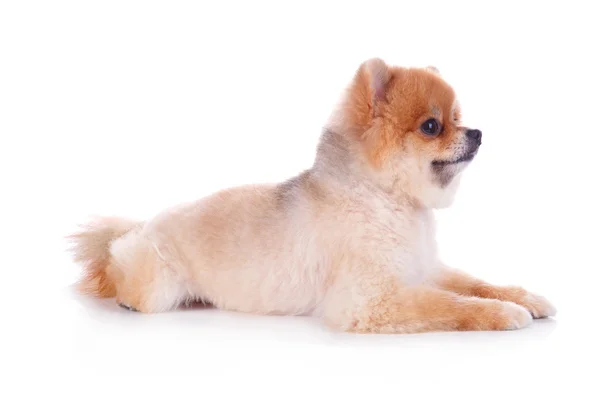 Pomeranian dog brown short hair — Stock Photo, Image