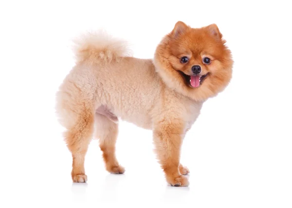 Португальська собака коричневе коротке волосся — стокове фото