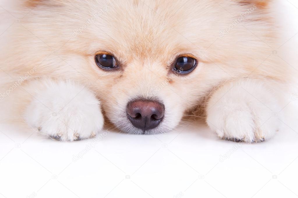 white pomeranian puppy dog close up face