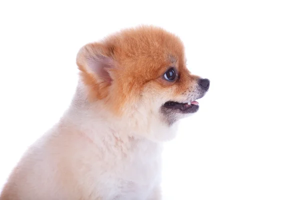 Pomerania perro marrón pelo corto — Foto de Stock