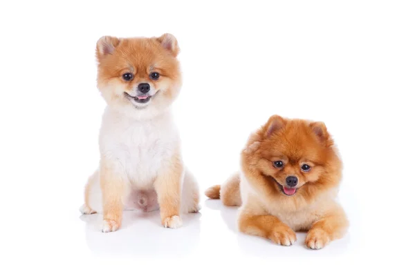 Pomeranian dog brown short hair — Stock Photo, Image