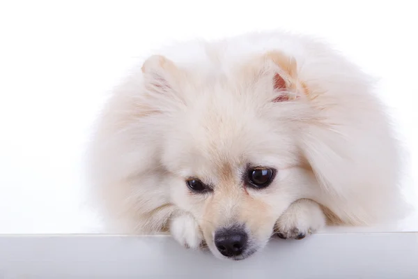 Cão pomerano branco — Fotografia de Stock