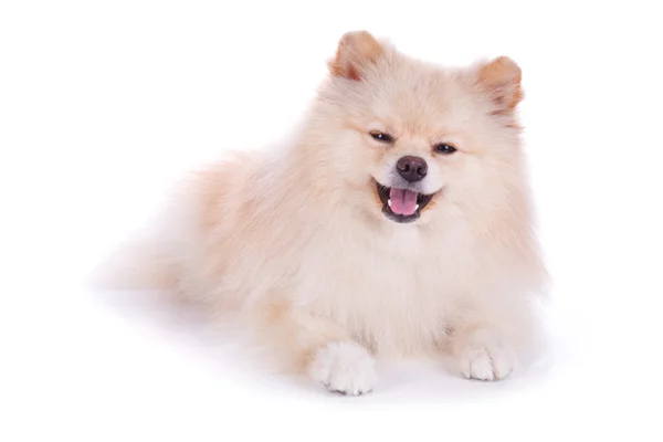 Vit pomeranian valpar — Stockfoto