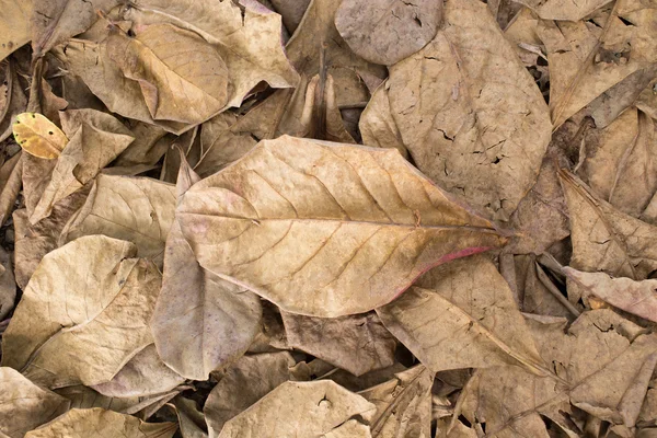 Sonbahar Kuru yaprakları yere düşmek