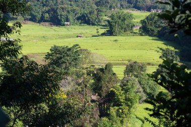 Yeşil Teras pirinç tarlaları tarım ekimi