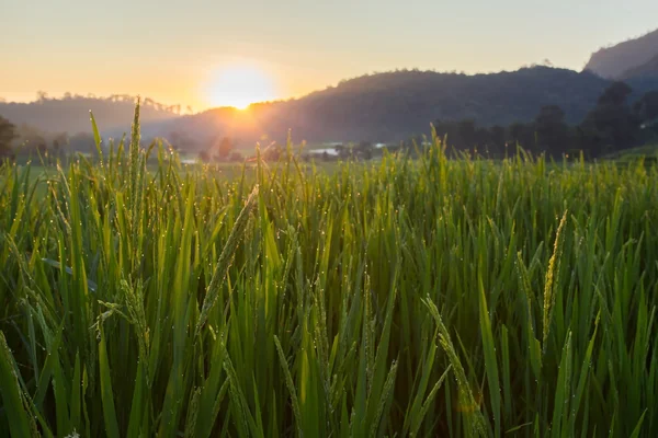 Zelený rýže Rýžoviště zemědělství plantáže — Stock fotografie