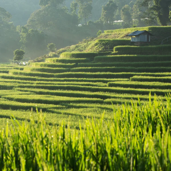 Niełuskanego ryżu pola rolnictwo plantacji, Chiangmai, Tajlandia — Zdjęcie stockowe