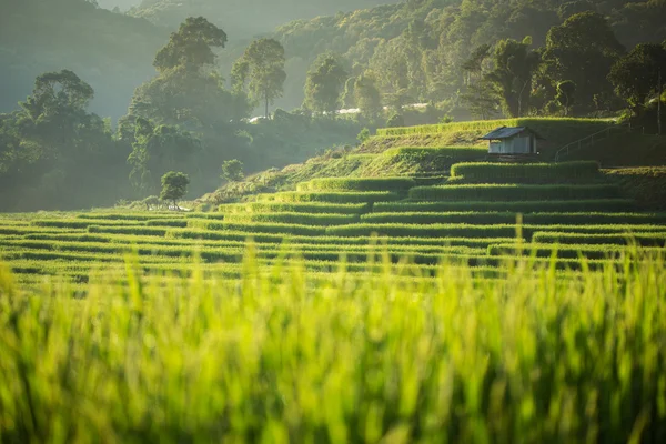 Niełuskanego ryżu pola rolnictwo plantacji, Chiangmai, Tajlandia — Zdjęcie stockowe