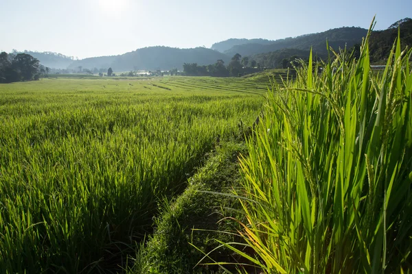 Groene padiegebieden rijst van landbouw plantage — Stockfoto