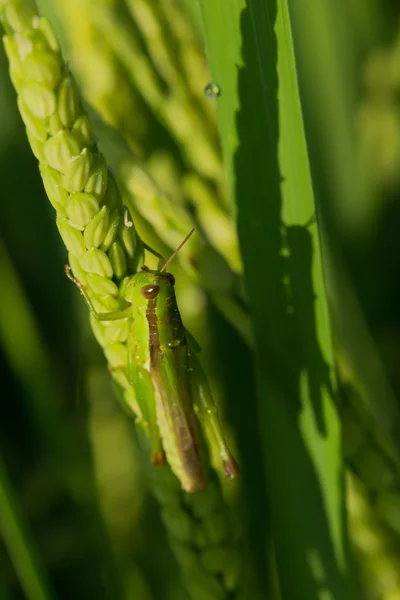 Green grasshopper on paddy rice of pest agriculture — Stock Photo, Image