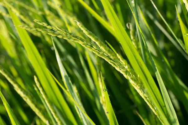 Reisfelder des landwirtschaftlichen Anbaus — Stockfoto