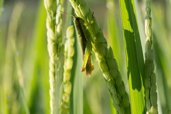 Groene sprinkhaan op padie van pest landbouw — Stockfoto