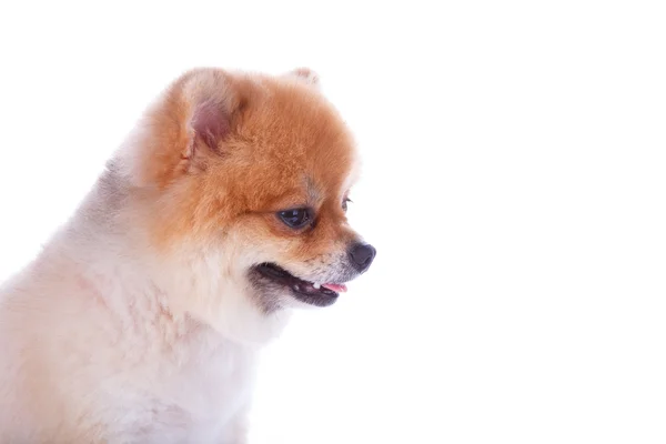 Pommerscher Hund braune kurze Haare — Stockfoto