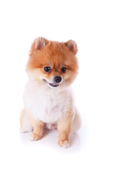 Pomeranian köpek kahverengi kısa saç — Stok fotoğraf