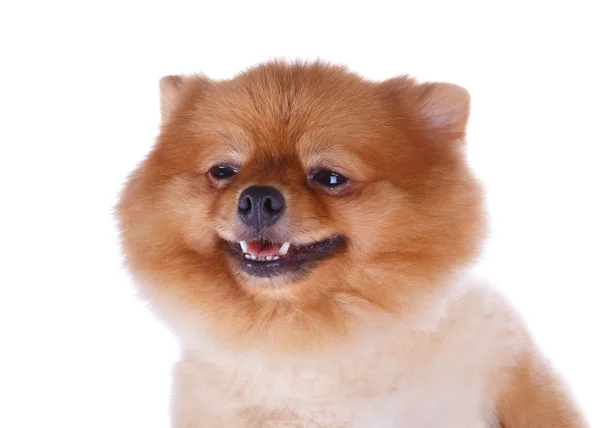 Pomeranian hund brunt kort hår — Stockfoto