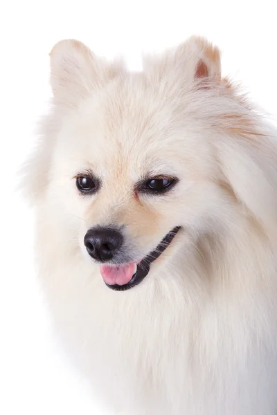 Branco pomeranian cão close up rosto — Fotografia de Stock