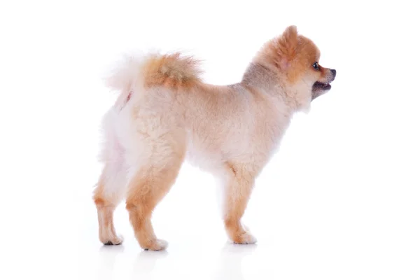 Pomeranian σκύλος καστανά κοντά μαλλιά — Φωτογραφία Αρχείου