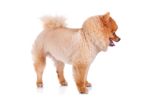 Pomeranian dog brown short hair — Stock Photo, Image