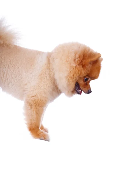 Hundebrunt hår fra Pommern – stockfoto