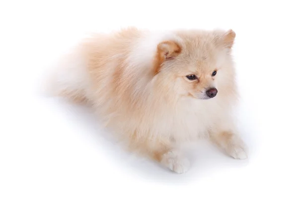 Cane cucciolo pomerania bianco — Foto Stock