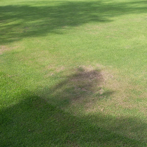 Green grass field of sport playing area — Stock Photo, Image