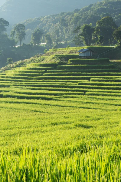 Niełuskanego ryżu pola rolnictwo plantacji, Chiangmai, Tajlandia — Zdjęcie stockowe