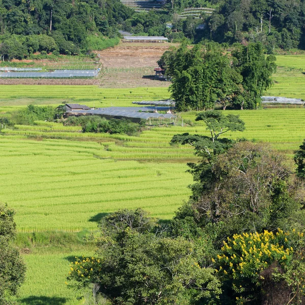 Grön terrass risfälten av jordbruk odling — Stockfoto