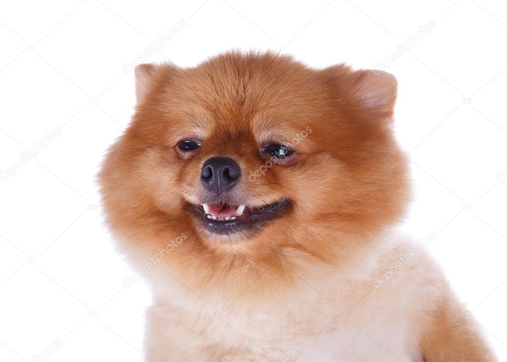 Pomeranian Dog Brown Short Hair Stock Photo C Sutichak 57986695