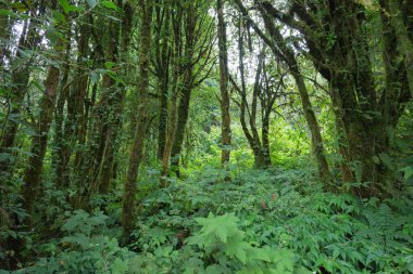 Yeşil Orman ağacı yağmur ormanları ile